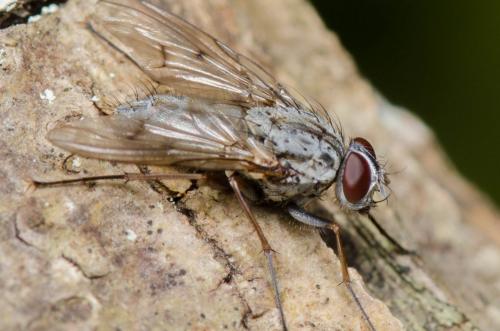Réf. 288 676 : Phaonia fuscata